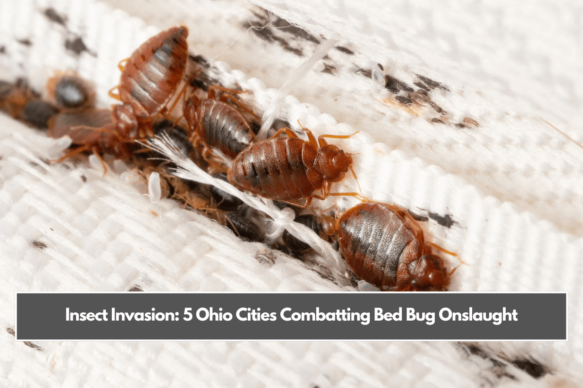 Insect Invasion 5 Ohio Cities Combatting Bed Bug Onslaught