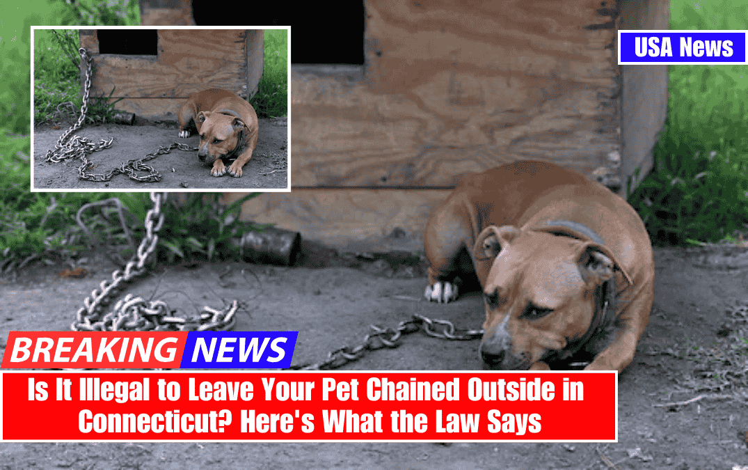 Is It Illegal to Leave Your Pet Chained Outside in Connecticut? Here's What the Law Says
