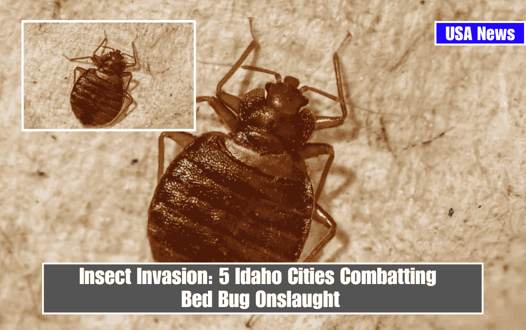 Insect Invasion: 5 Idaho Cities Combatting Bed Bug Onslaught