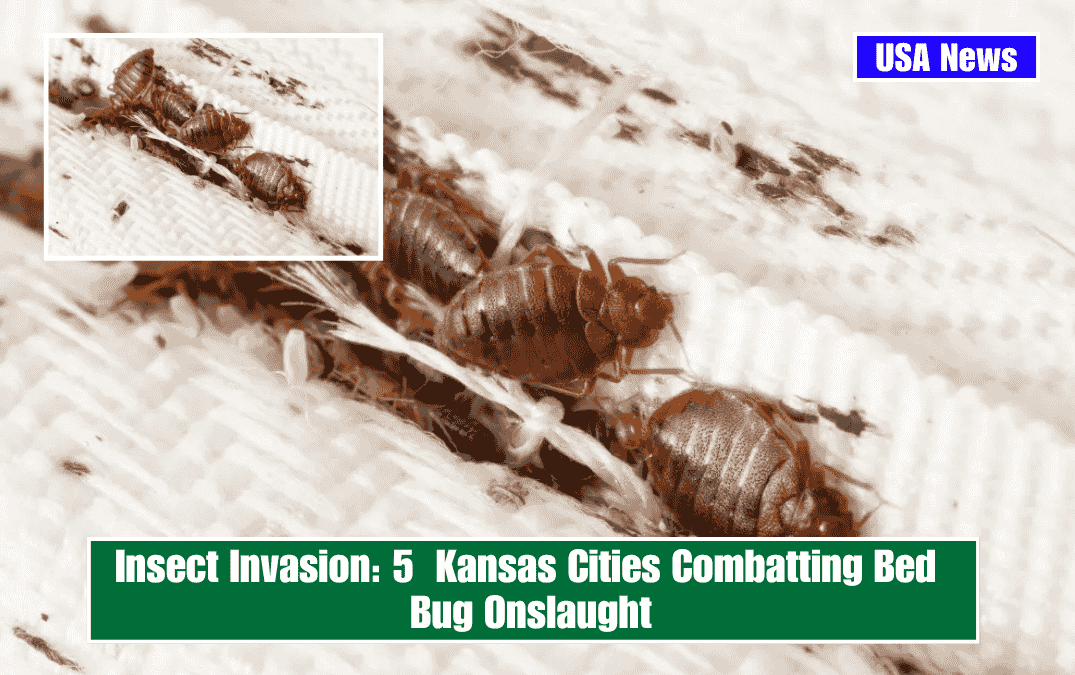 Insect Invasion: 5 Kansas Cities Combatting Bed Bug Onslaught