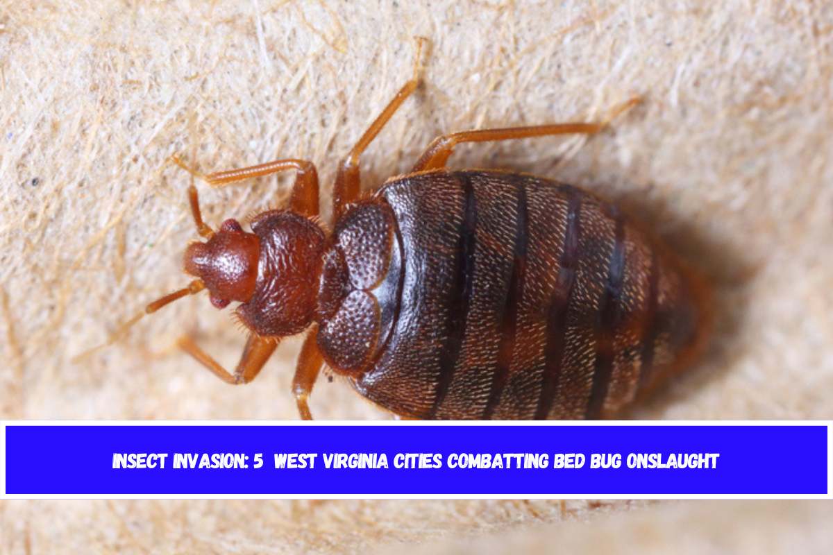 Insect Invasion 5 West Virginia Cities Combatting Bed Bug Onslaught