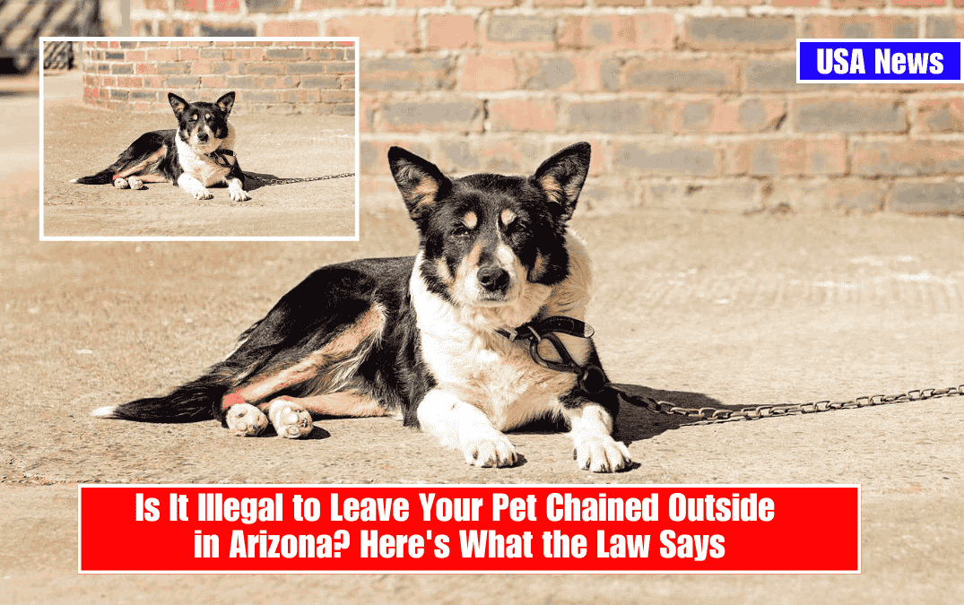 Is It Illegal to Leave Your Pet Chained Outside in Arizona? Here's What the Law Says