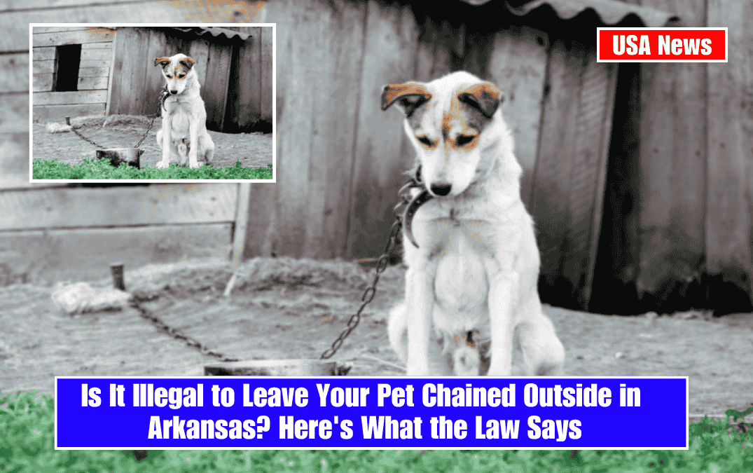 Is It Illegal to Leave Your Pet Chained Outside in Arkansas? Here's What the Law Says