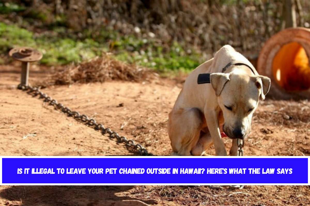 Is It Illegal to Leave Your Pet Chained Outside in Hawaii Here's What the Law Says
