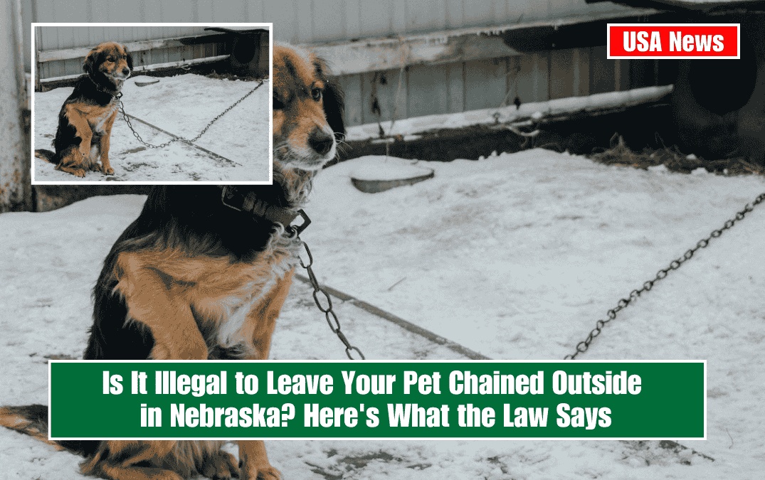 Is It Illegal to Leave Your Pet Chained Outside in Nebraska? Here's What the Law Says