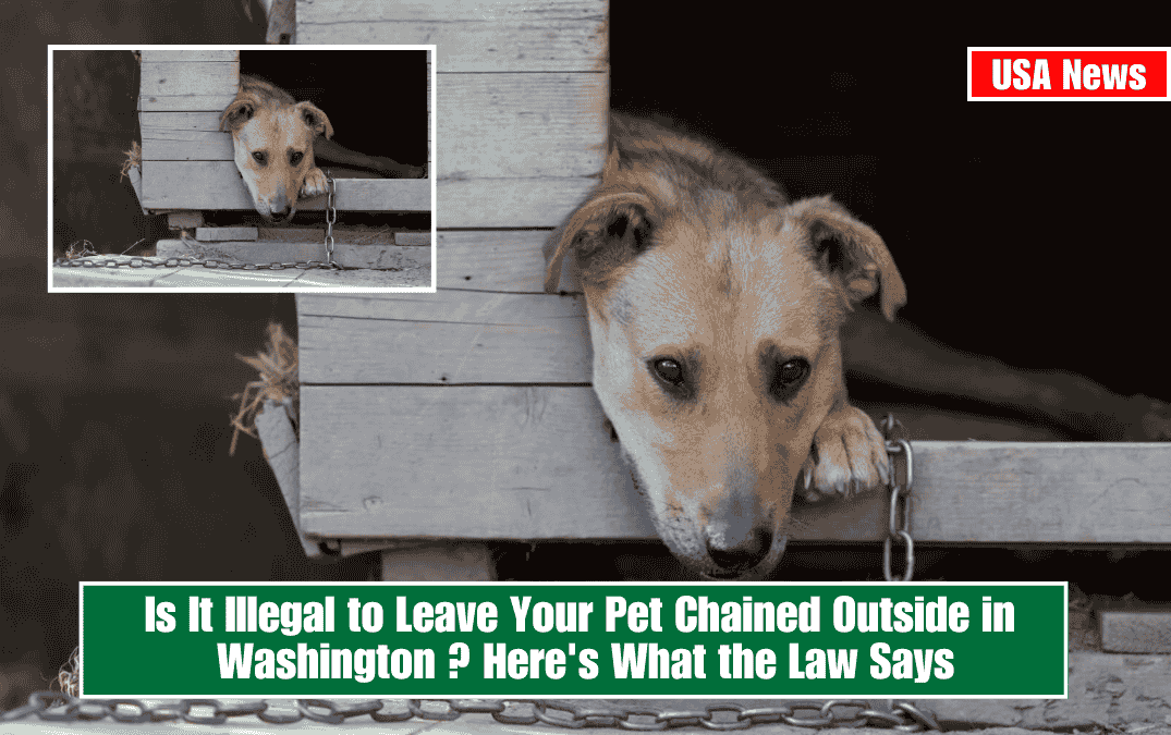 Is It Illegal to Leave Your Pet Chained Outside in Washington ? Here's What the Law Says