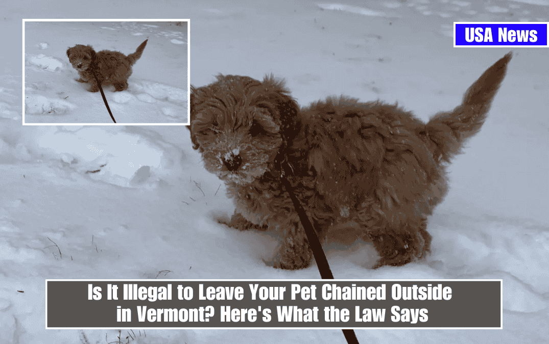 Is It Illegal to Leave Your Pet Chained Outside in Vermont? Here's What the Law Says