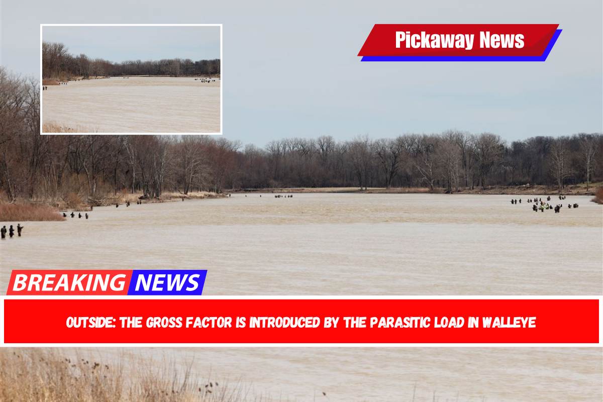 Outside The gross factor is introduced by the parasitic load in walleye