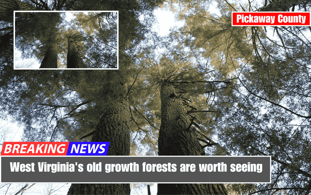 West Virginia's old growth forests are worth seeing