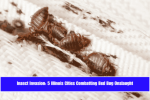 Insect Invasion 5 Illinois Cities Combatting Bed Bug Onslaught
