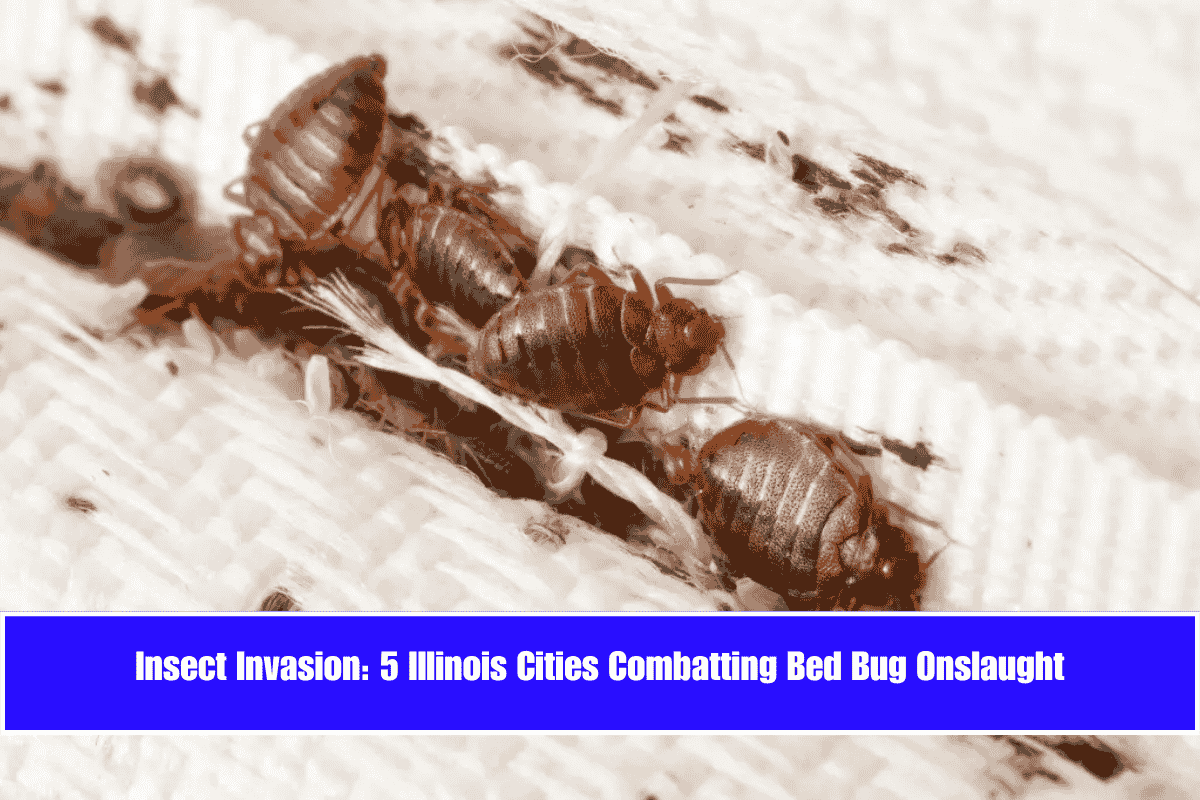 Insect Invasion 5 Illinois Cities Combatting Bed Bug Onslaught
