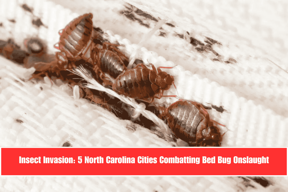Insect Invasion 5 North Carolina Cities Combatting Bed Bug Onslaught