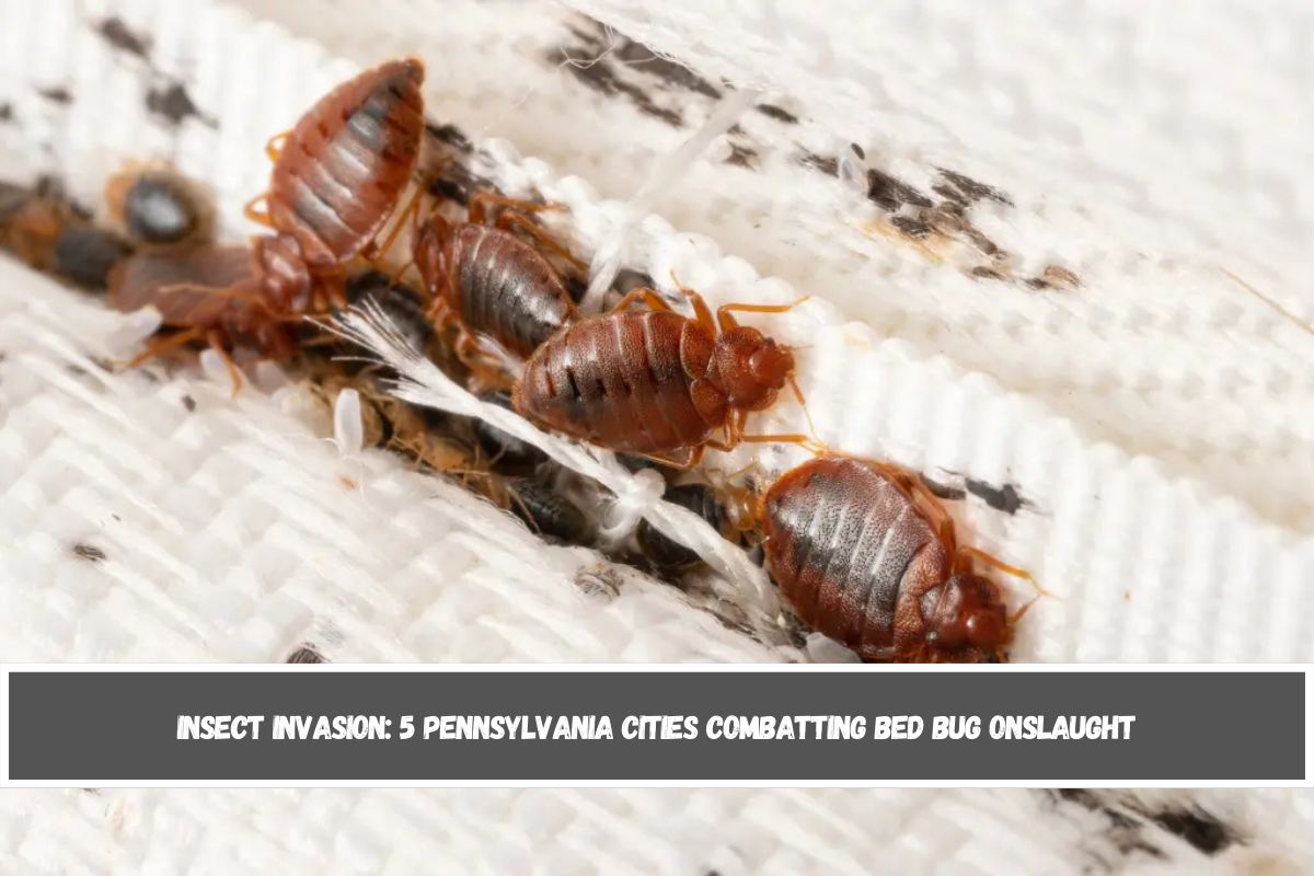 Insect Invasion 5 Pennsylvania Cities Combatting Bed Bug Onslaught