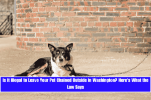 Is It Illegal to Leave Your Pet Chained Outside in Washington Here's What the Law Says